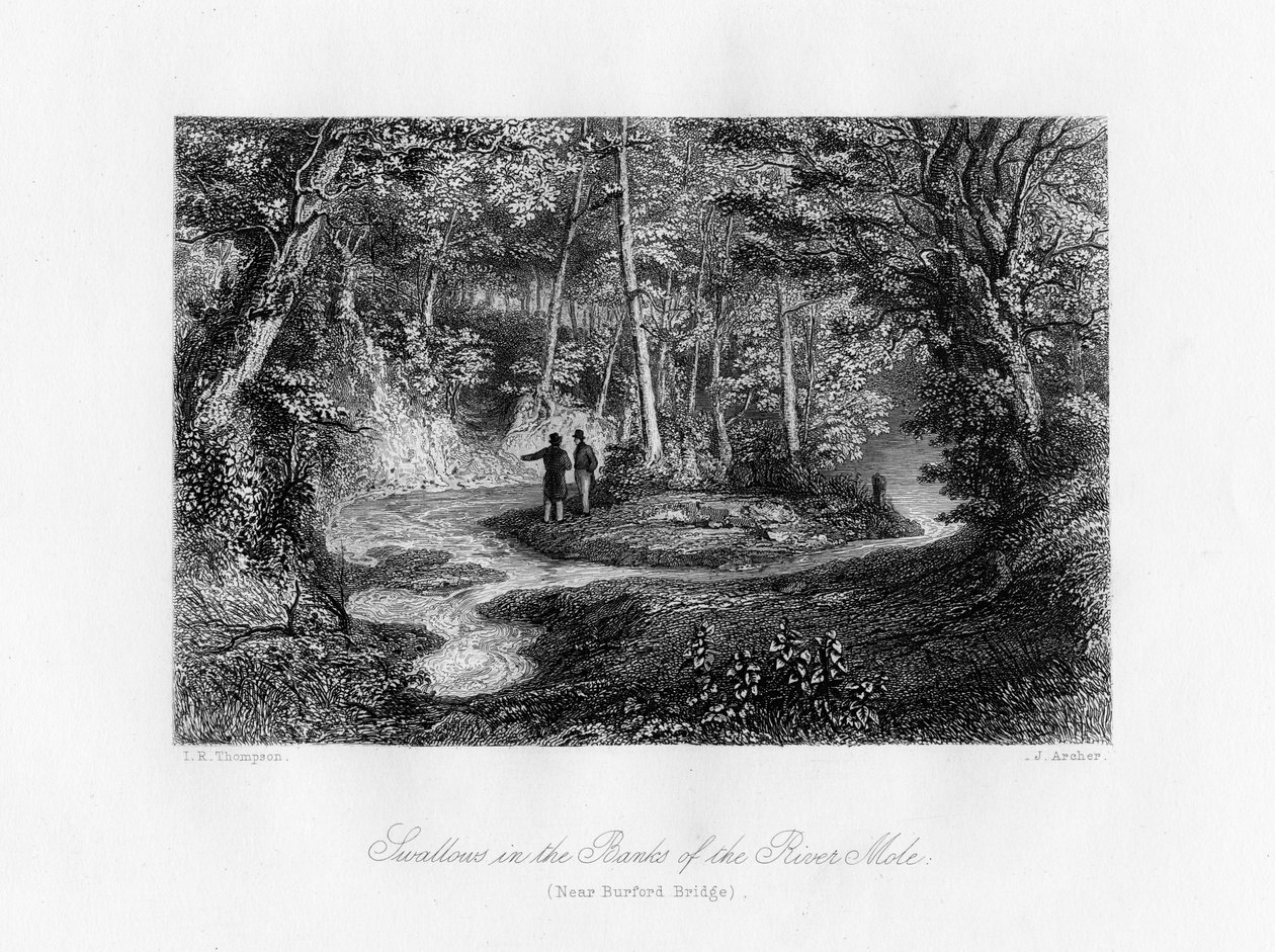 Zwaluwen in de oevers van de rivier Mole, Surrey door J. Archer