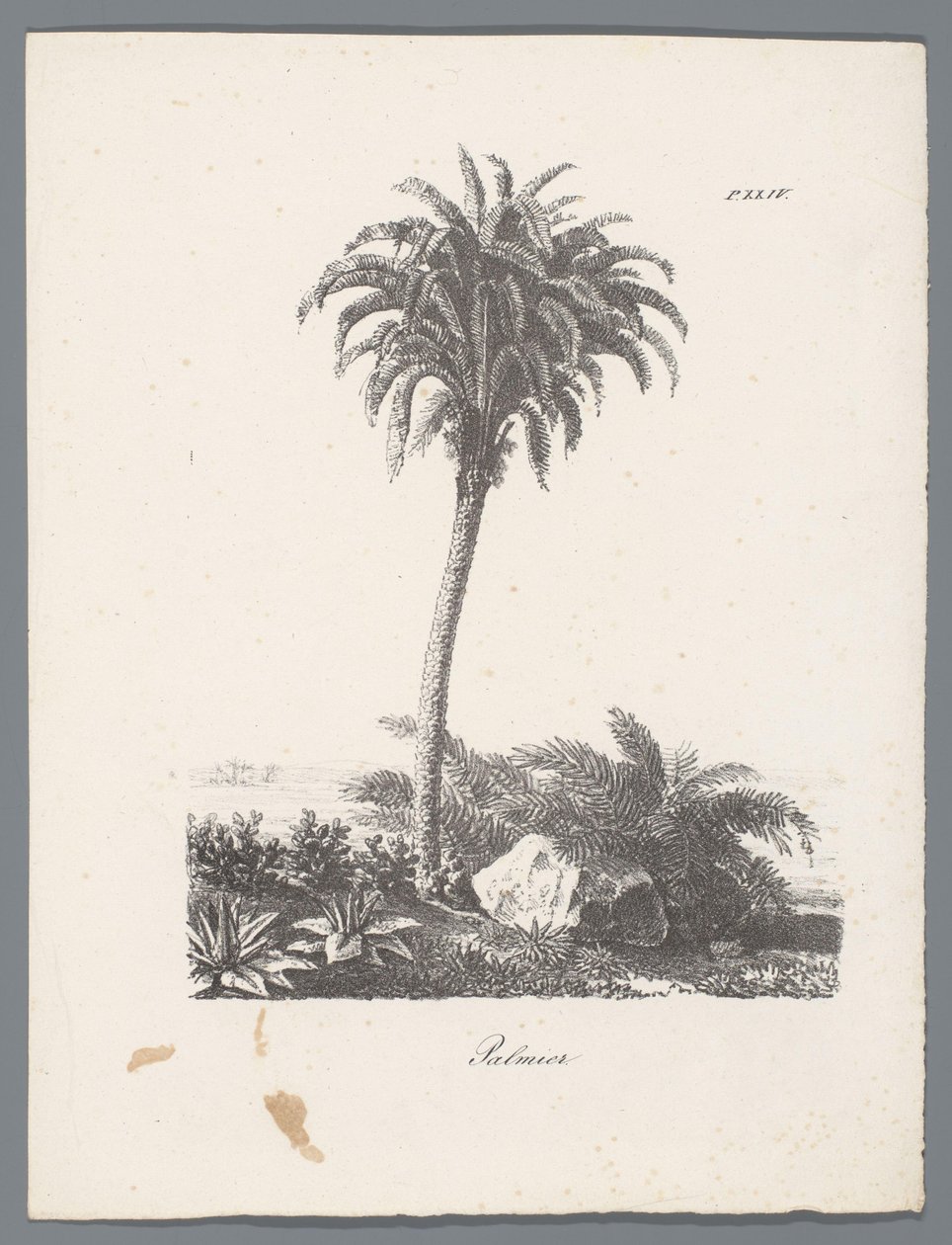 Palmboom door J. Bernard