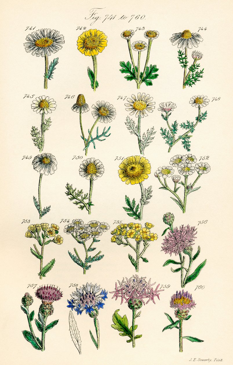 Pagina met kleurenillustraties uit British Wild Flowers naar een werk van J. E. Sowerby en C. P. Johnson door J. E. and Johnson C. P.  Sowerby