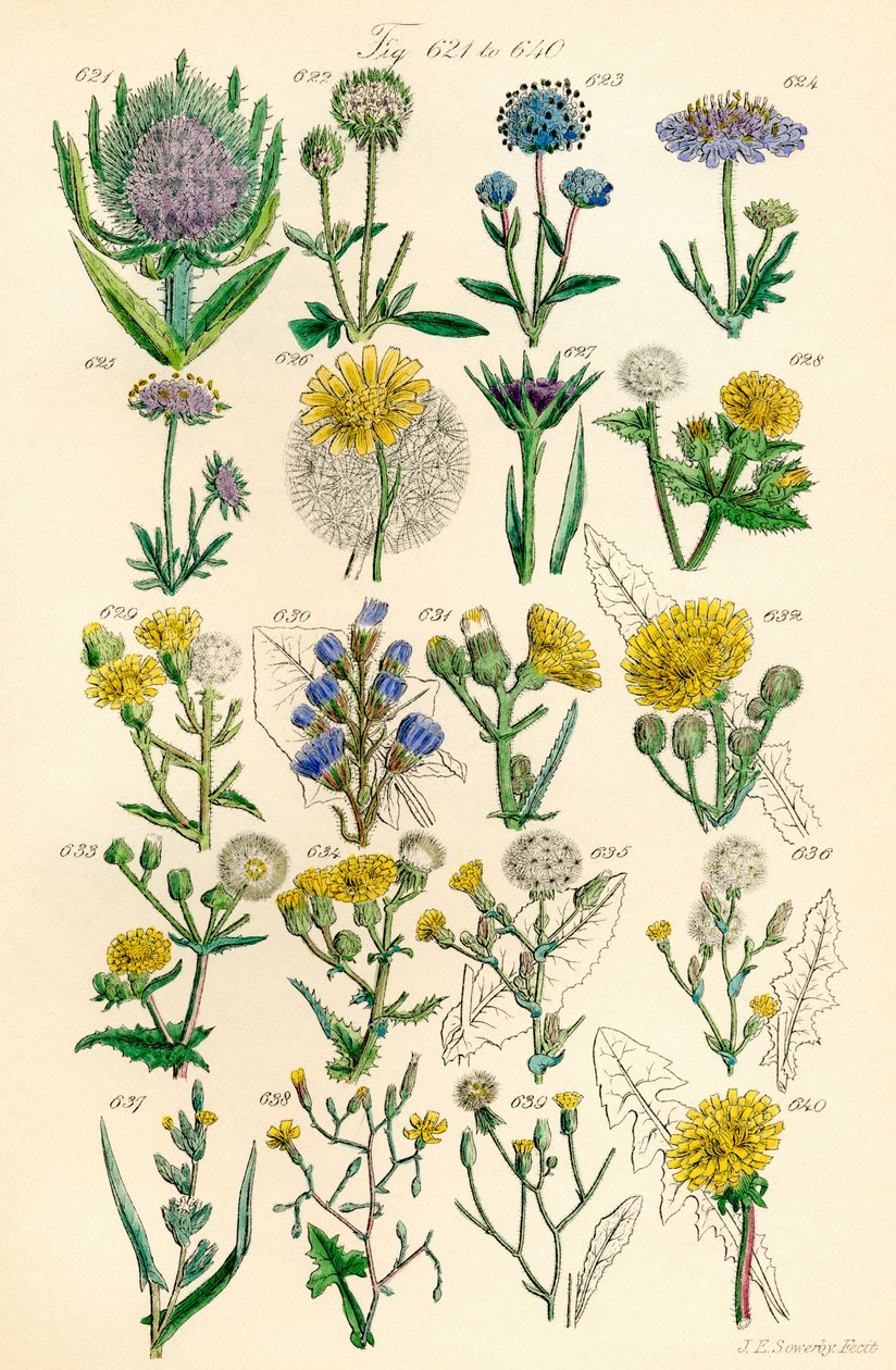 Pagina met kleurillustraties uit Britse Wilde Bloemen naar een werk van J. E. Sowerby en C. P. Johnson door J. E. and Johnson C. P.  Sowerby