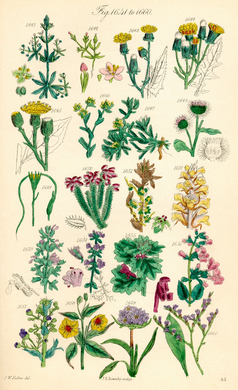 Pagina met kleurillustraties van Britse wilde bloemen naar een werk van J. E. Sowerby en C. P. Johnson door J. E. and Johnson C. P.  Sowerby