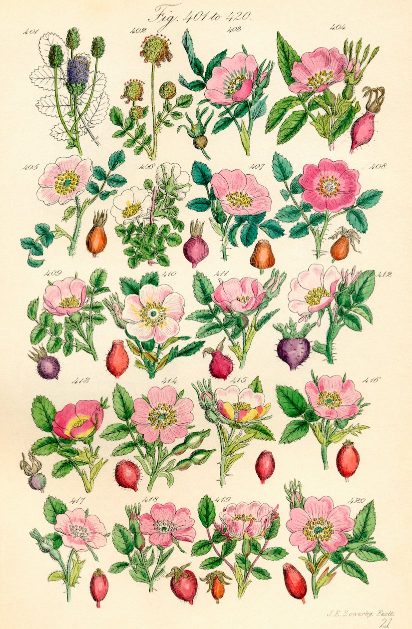Pagina met kleurillustraties van Britse Wilde Bloemen naar een werk van J. E. Sowerby en C. P. Johnson door J. E. and Johnson C. P.  Sowerby