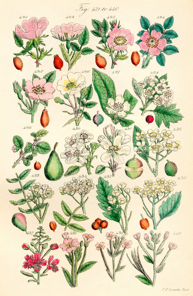 Pagina met kleurenillustraties uit Britse wilde bloemen naar een werk van J. E. Sowerby en C. P. Johnson door J. E. and Johnson C. P.  Sowerby