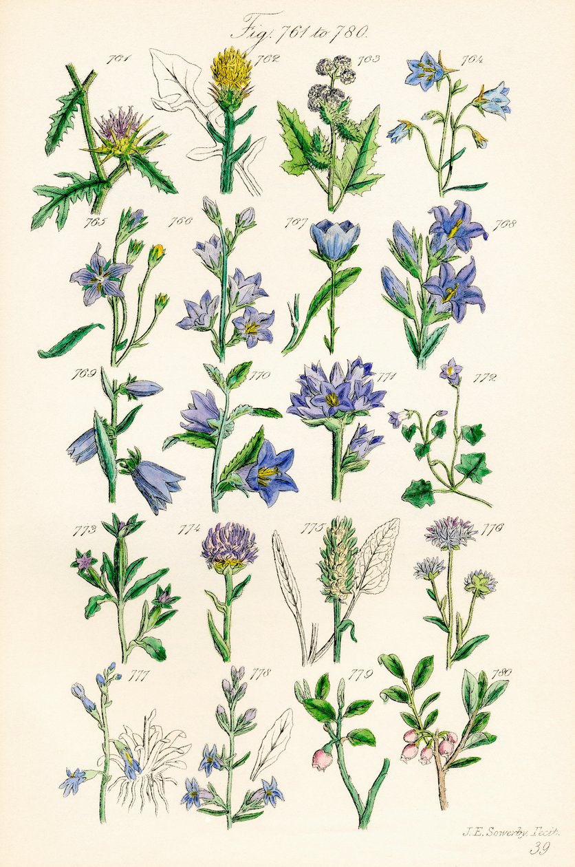 Pagina met kleurenillustraties uit Britse wilde bloemen naar een werk van J. E. Sowerby en C. P. Johnson door J. E. and Johnson C. P.  Sowerby