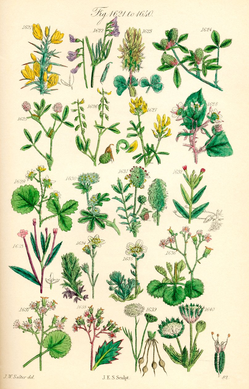 Pagina met kleurillustraties van Britse wilde bloemen naar een werk van J. E. Sowerby en C. P. Johnson door J. E. and Johnson C. P.  Sowerby