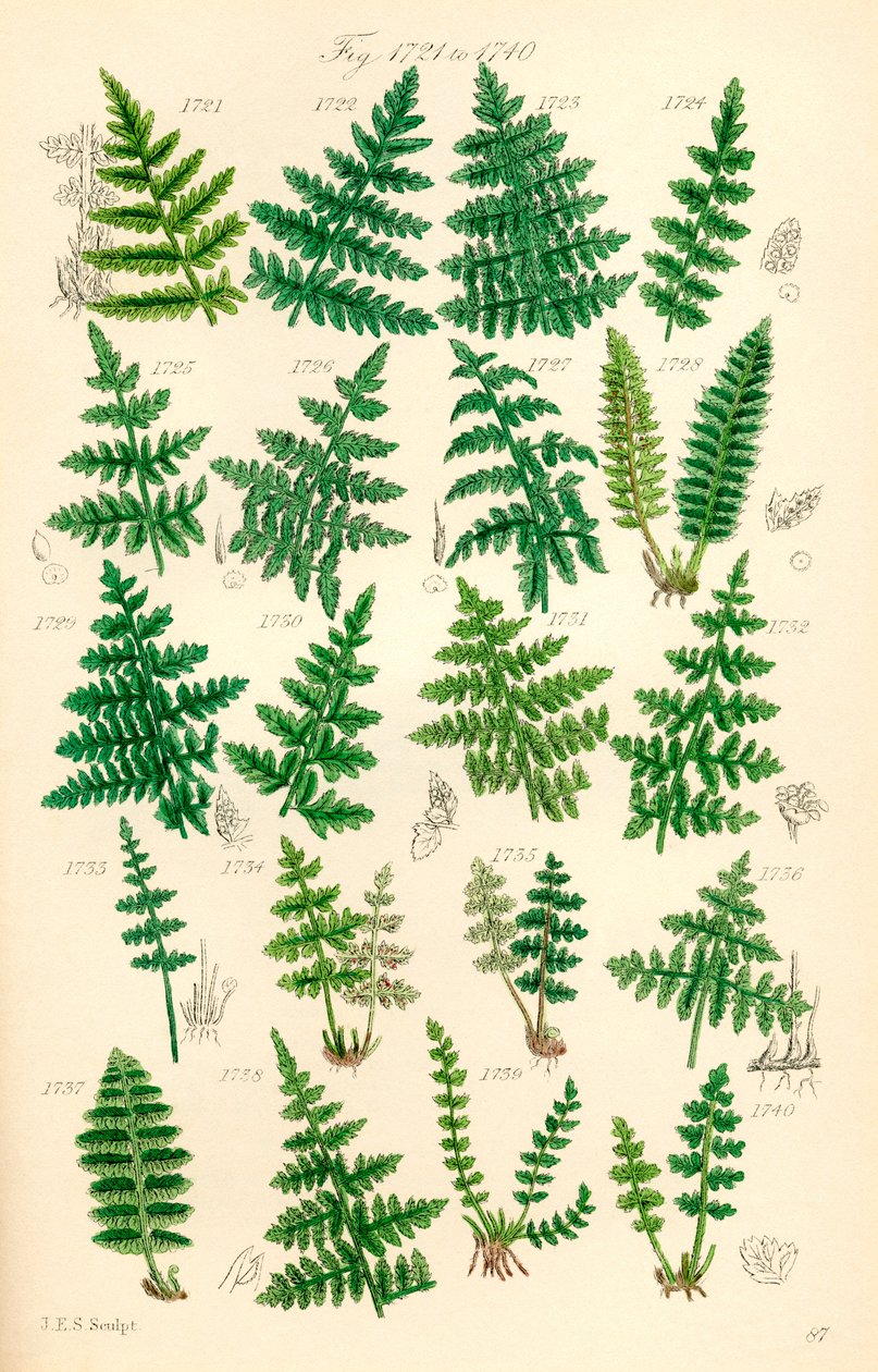 Pagina met kleurillustraties van Britse wilde bloemen naar een werk van J. E. Sowerby en C. P. Johnson door J. E. and Johnson C. P.  Sowerby