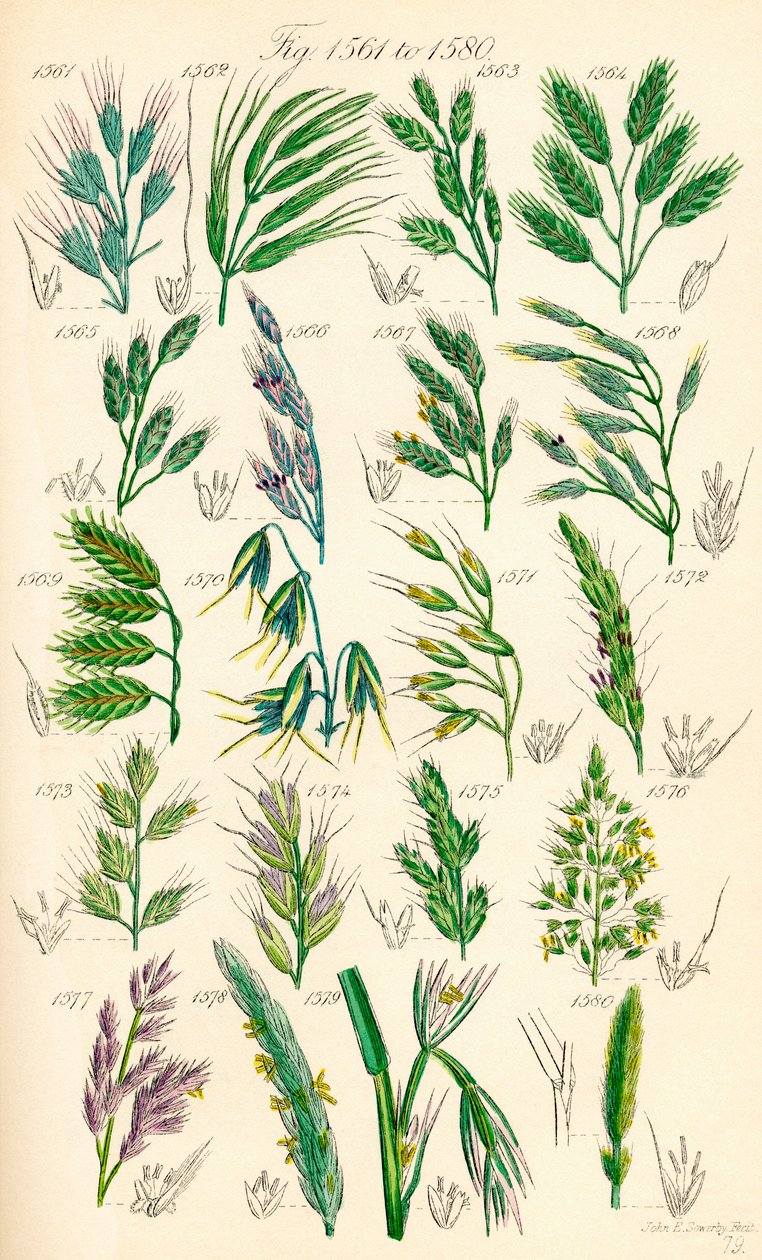 Pagina met kleurillustraties van Britse wilde bloemen naar een werk van J. E. Sowerby en C. P. Johnson door J. E. and Johnson C. P.  Sowerby
