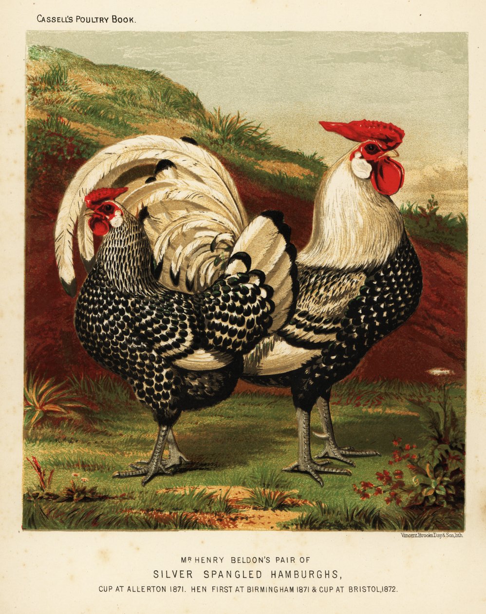 Zilvergespikkelde Hamburgh haan en hen door J. W. (after) Ludlow