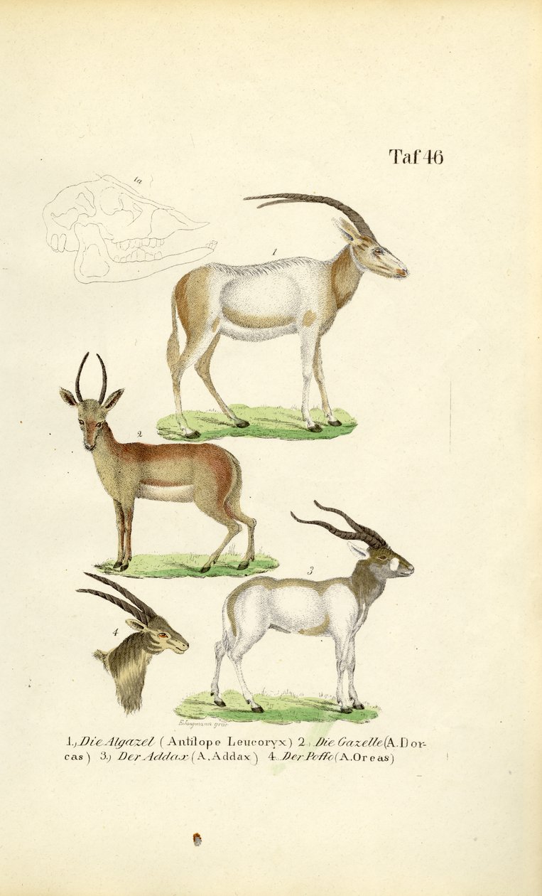 Afrikaanse Antilope Soorten door J. W. Tenhaeff