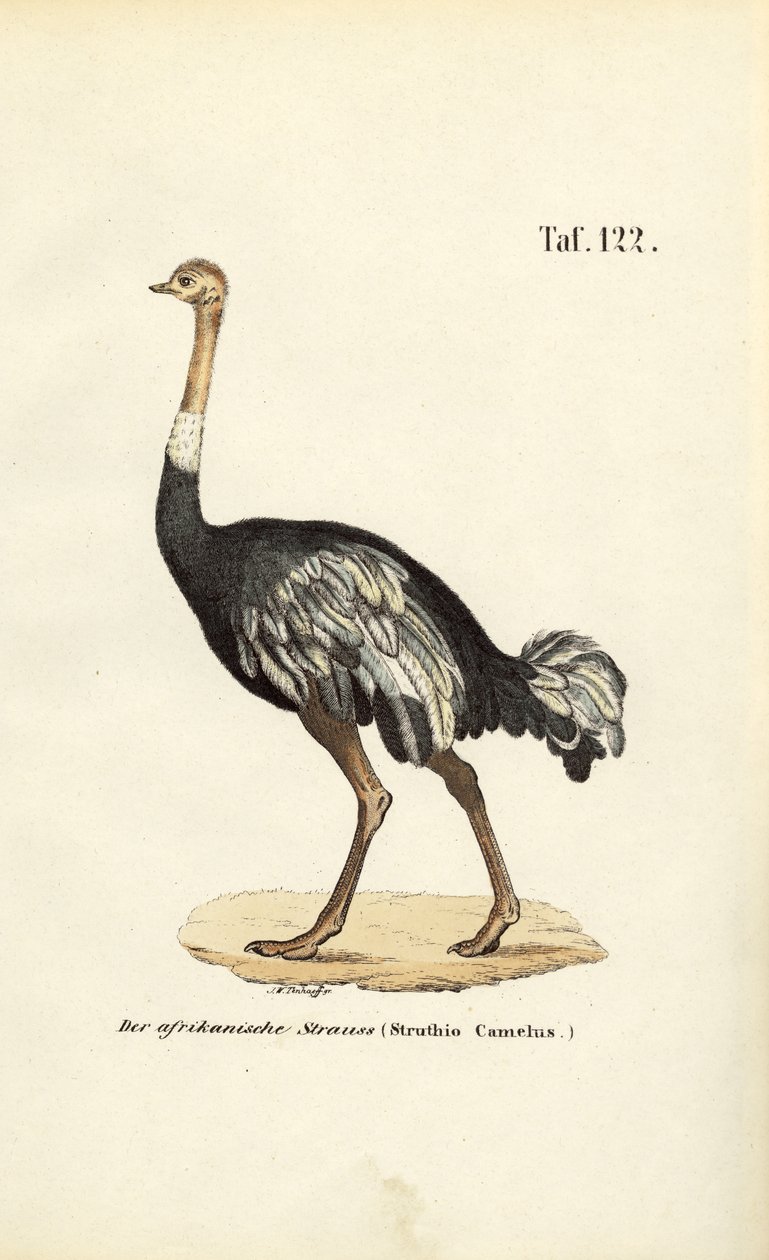 Afrikaanse Struisvogel door J. W. Tenhaeff