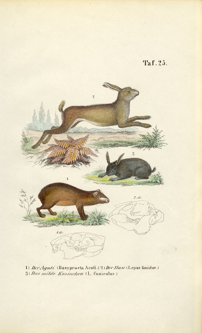 Agouti, haas en konijn door J. W. Tenhaeff