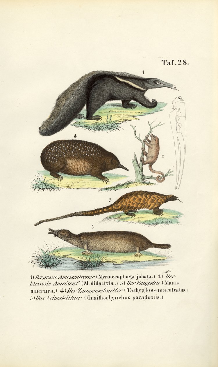 Miereneters en andere insectenetende zoogdieren door J. W. Tenhaeff