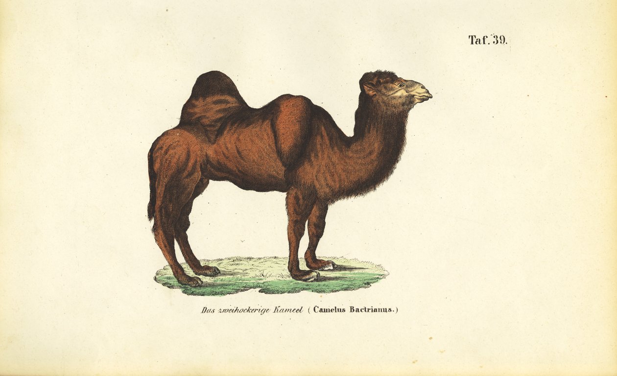 Bactrische kameel door J. W. Tenhaeff