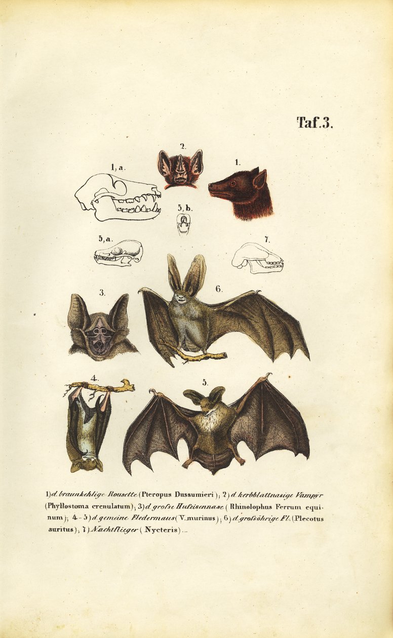 Vleermuissoorten en hun anatomie door J. W. Tenhaeff