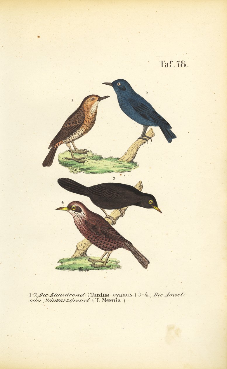 Blauwe Rotslijster en Merel door J. W. Tenhaeff