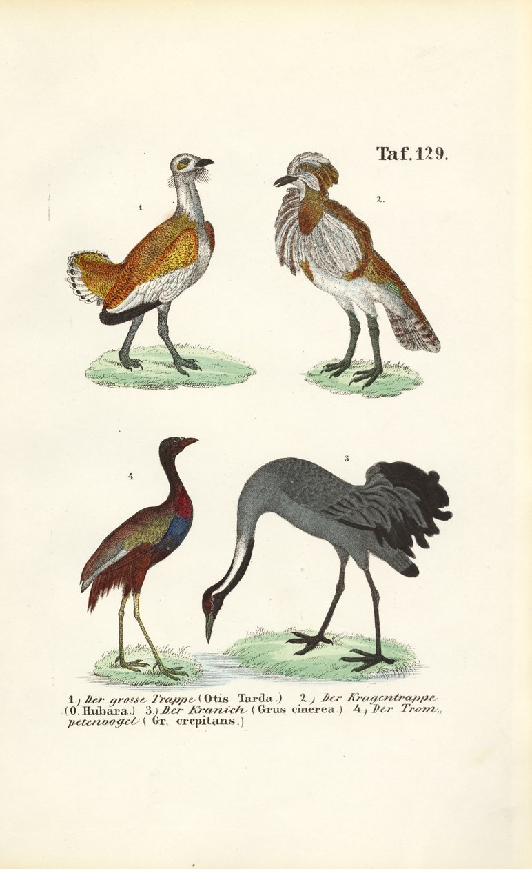 Trappen en kraanvogels door J. W. Tenhaeff