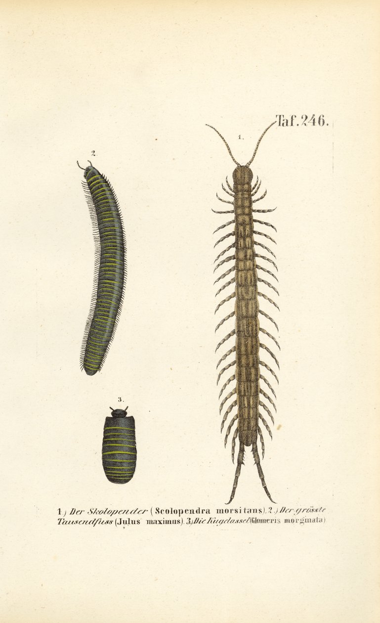 Duizendpoten, miljoenpoten en pillepissebedden door J. W. Tenhaeff