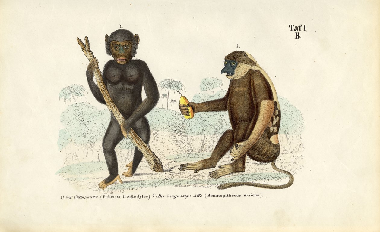 Chimpansee en slingeraap door J. W. Tenhaeff