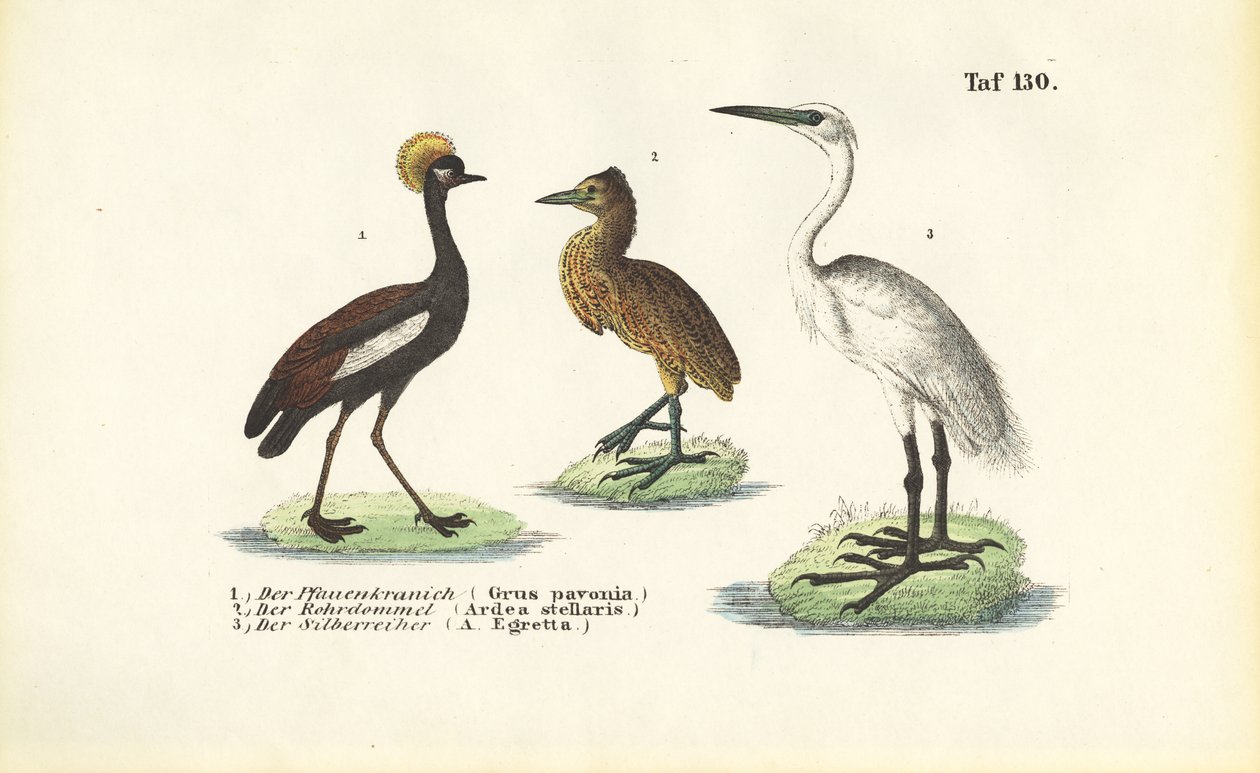 Kraanvogels en reigers door J. W. Tenhaeff