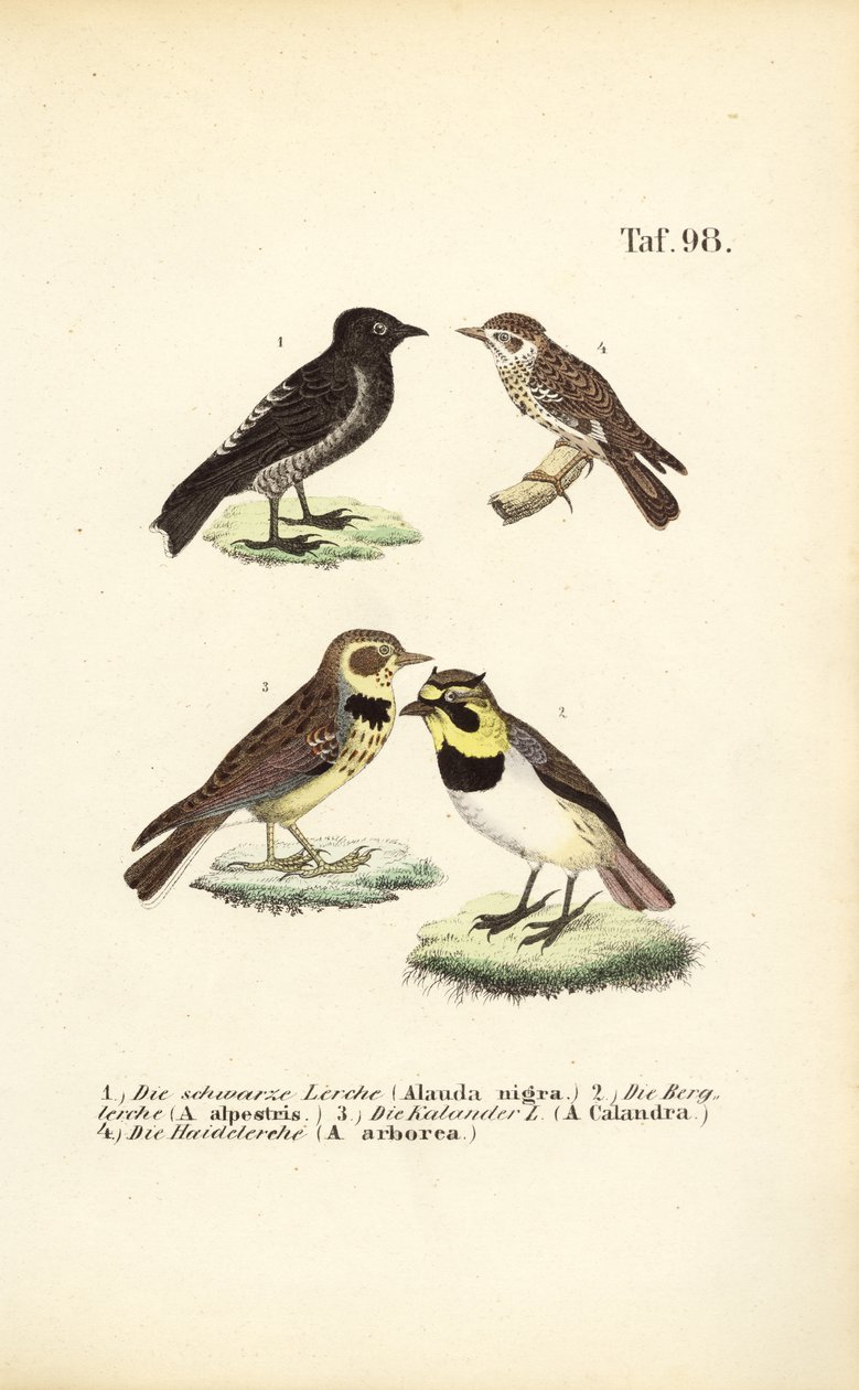 Verschillende soorten leeuweriken door J. W. Tenhaeff