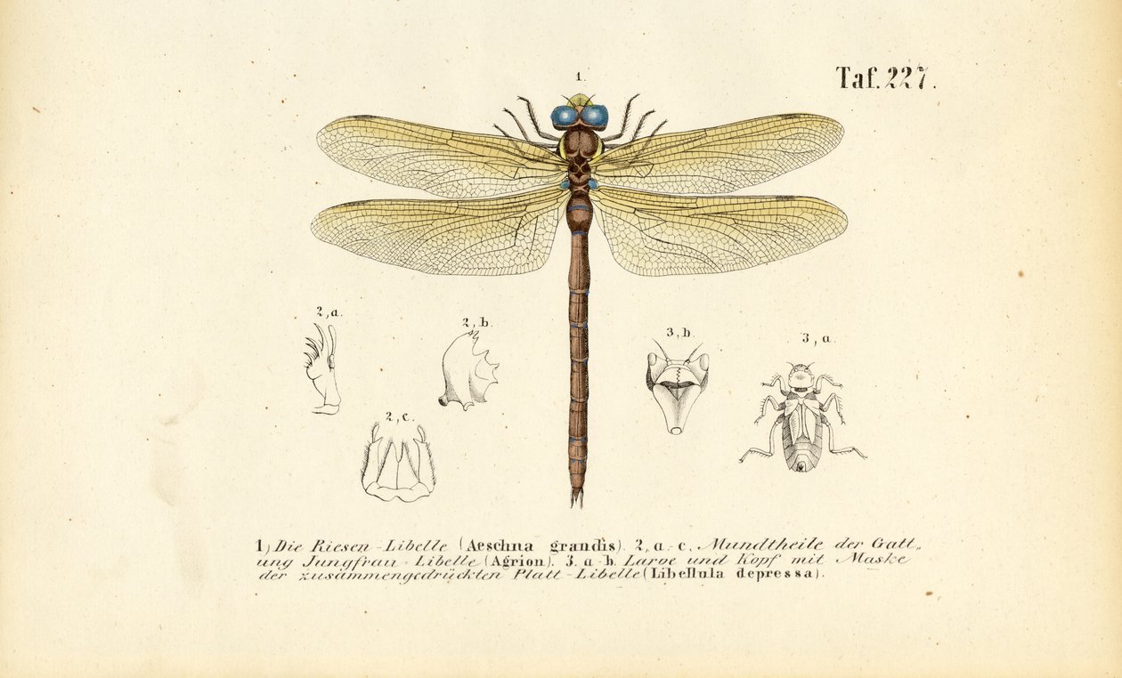 Libellen met hun monddelen en larven door J. W. Tenhaeff