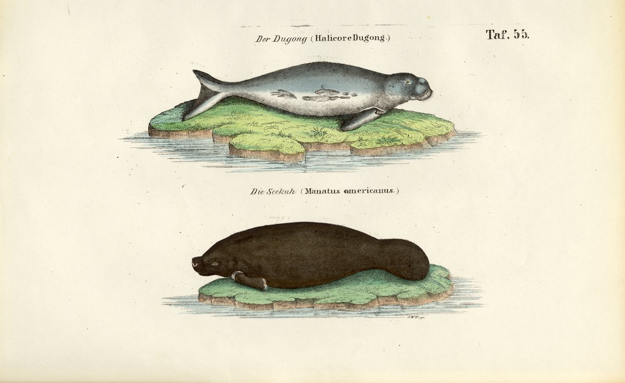 Doejong en zeekoe door J. W. Tenhaeff