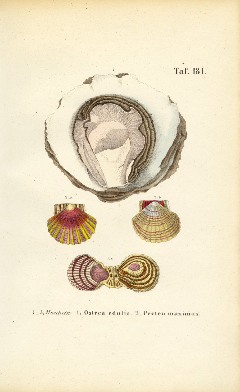 Eetbare oesters en sint-jakobsschelpen door J. W. Tenhaeff