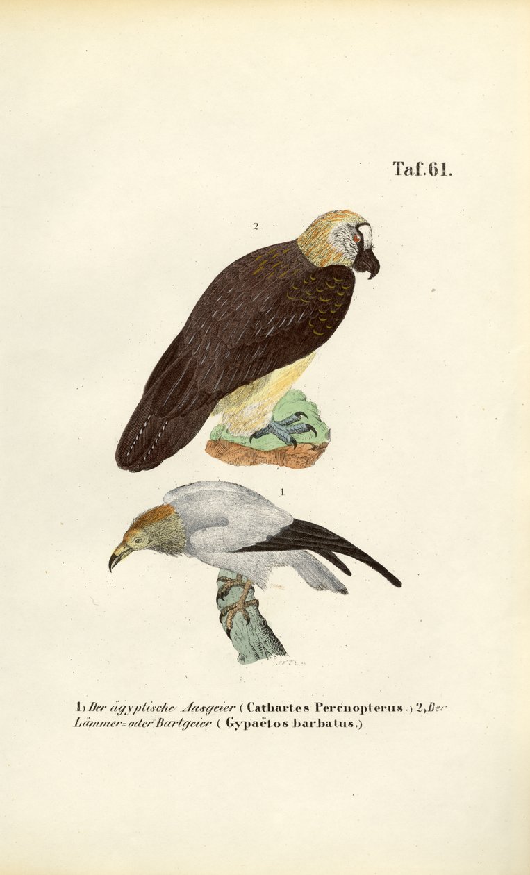 Egyptische gier en Lammergier door J. W. Tenhaeff