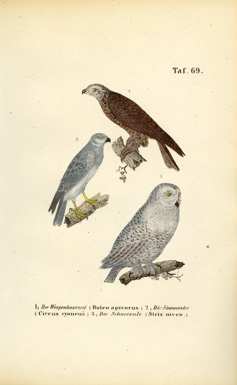 Europese roofvogels en uilen door J. W. Tenhaeff