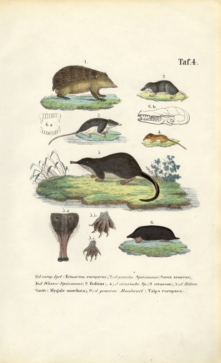 Europese Insecteneters: Egel, spitsmuizen en mollen door J. W. Tenhaeff
