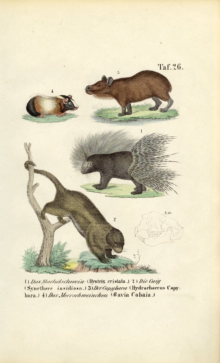 Exotische Knaagdieren door J. W. Tenhaeff