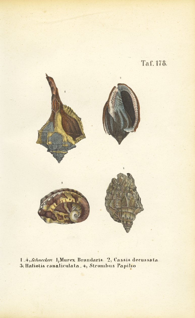 Exotische zeeslakken door J. W. Tenhaeff