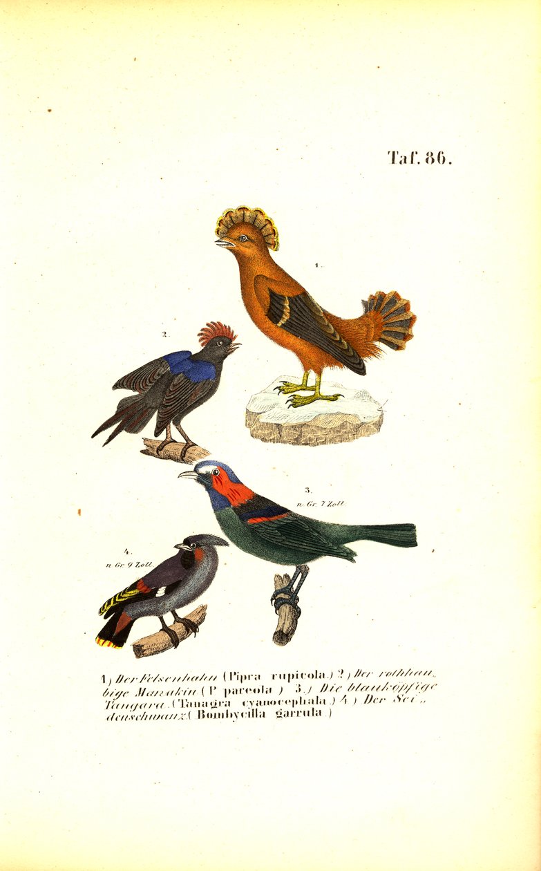 Exotische zangvogels uit Zuid-Amerika door J. W. Tenhaeff