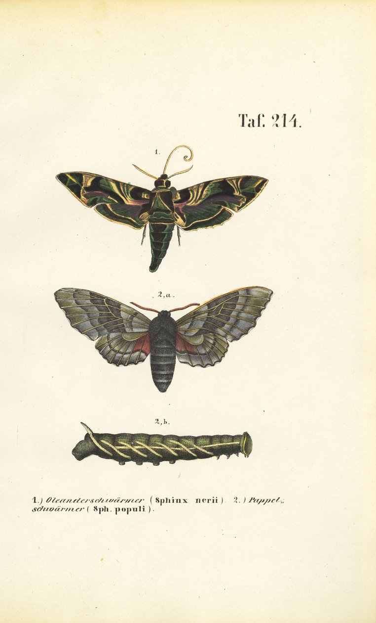 Exotische en inheemse havikmotten door J. W. Tenhaeff