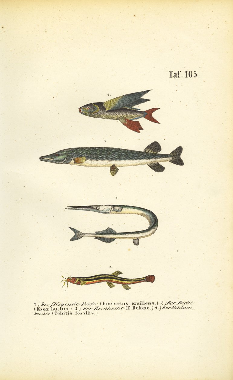 Vliegende vissen, snoek en voorn door J. W. Tenhaeff