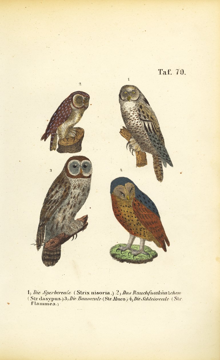 Vier Europese uilensoorten door J. W. Tenhaeff