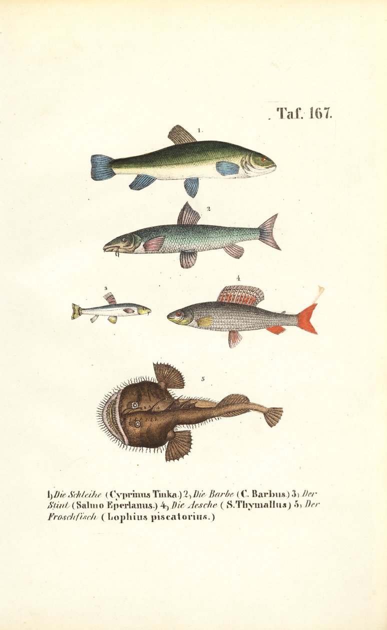 Zoetwater- en zeevissen door J. W. Tenhaeff
