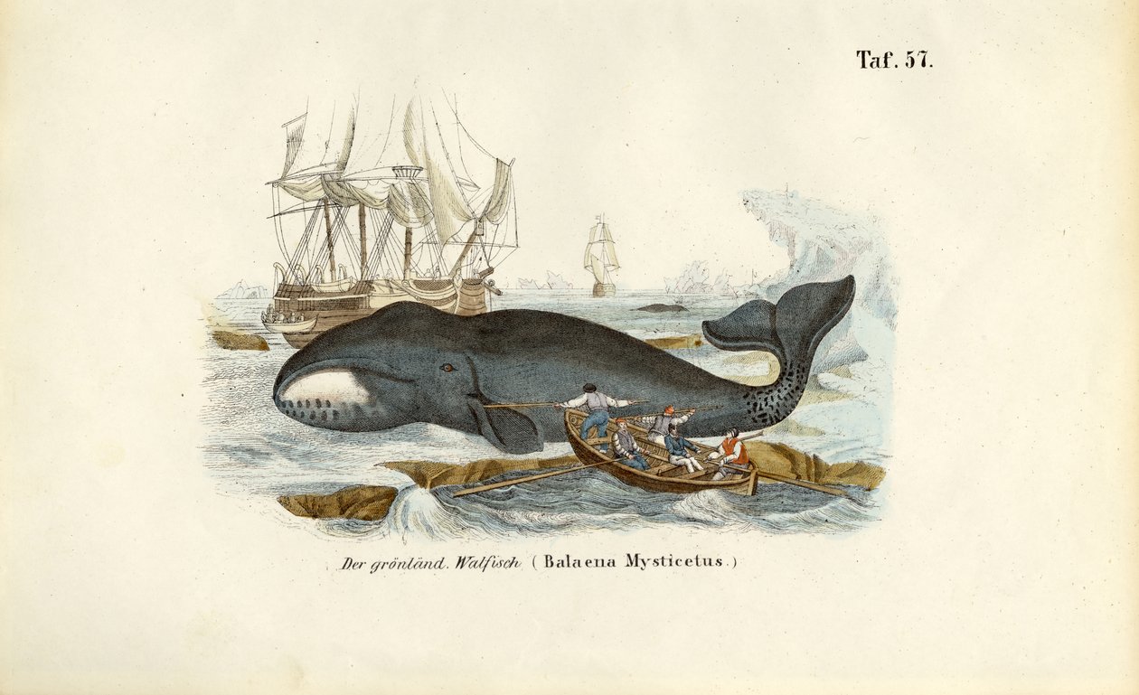 Groenlandse walvis wordt opgejaagd door J. W. Tenhaeff
