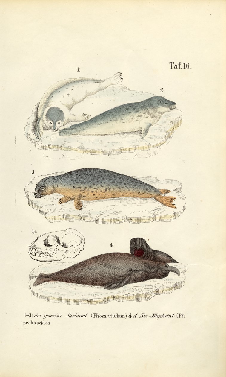 Gewone zeehond en zeeolifant door J. W. Tenhaeff