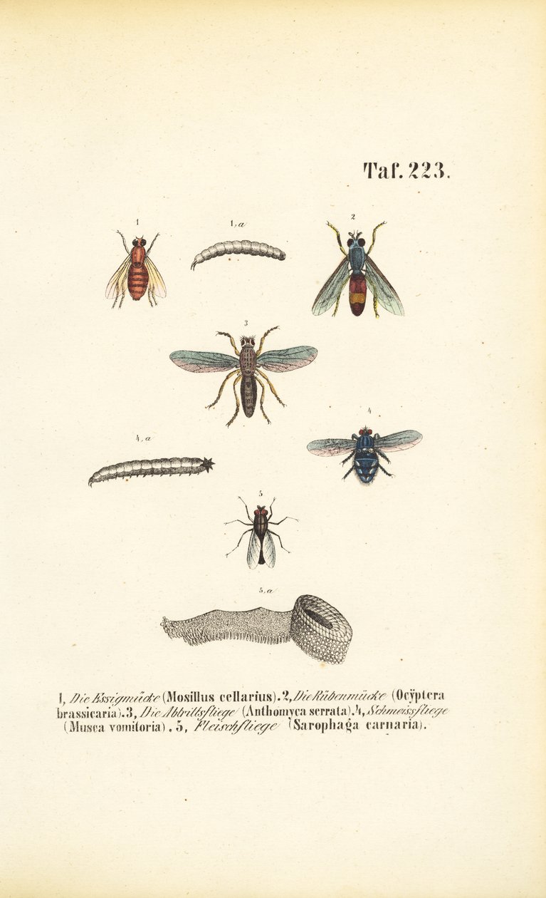 Schadelijke vliegensoorten en hun larven door J. W. Tenhaeff
