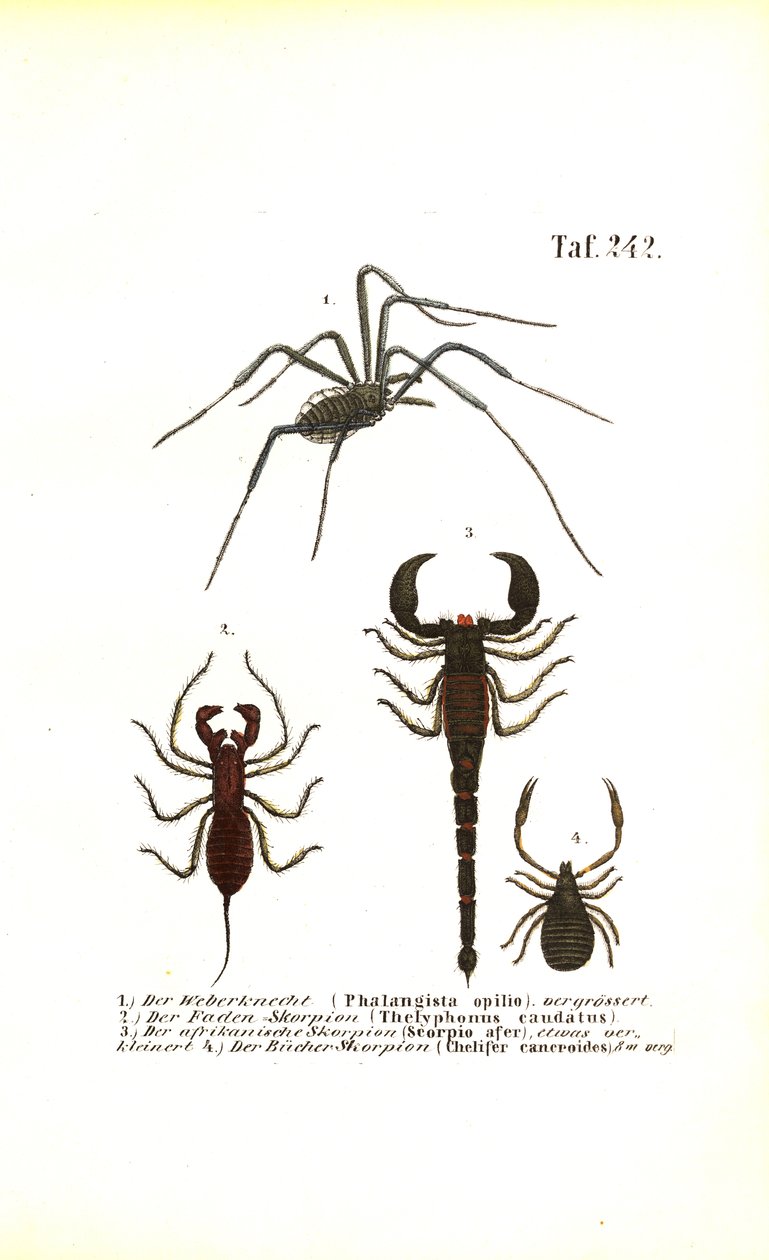 Harvestman en schorpioenen door J. W. Tenhaeff