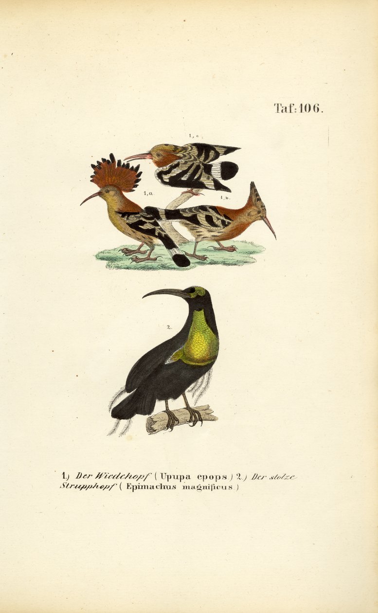 Hop en prachtgeweerschildpad door J. W. Tenhaeff