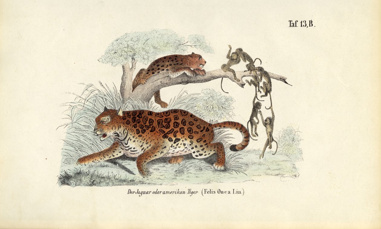 Jaguar en apen door J. W. Tenhaeff