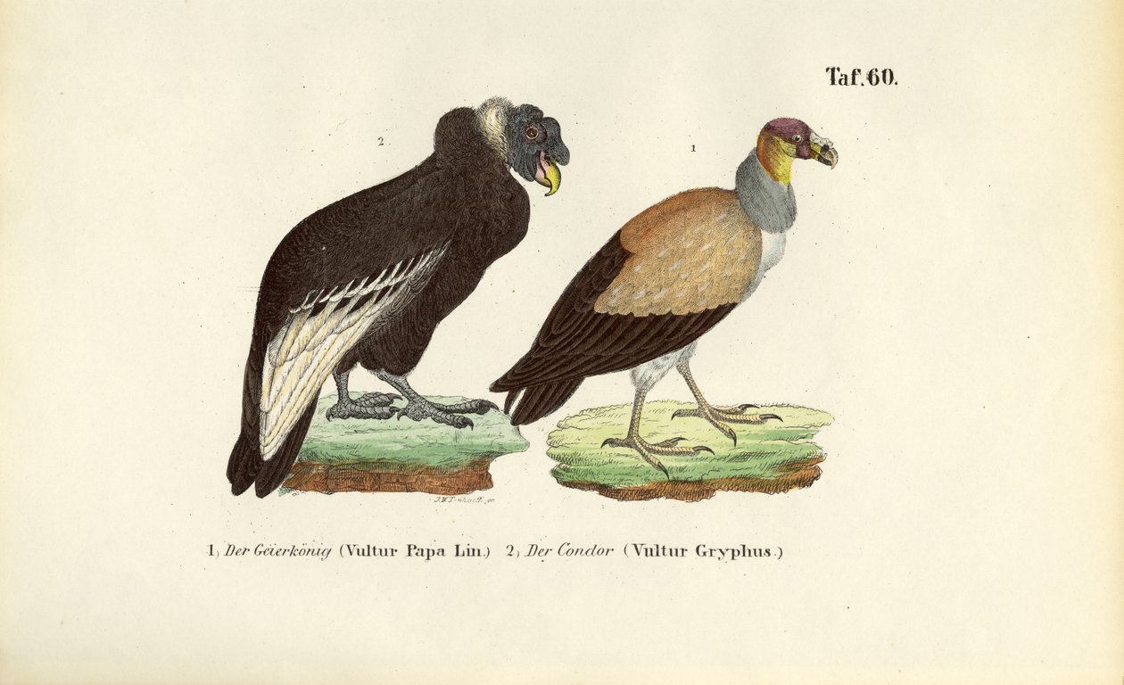 Koningsgier en Andescondor door J. W. Tenhaeff