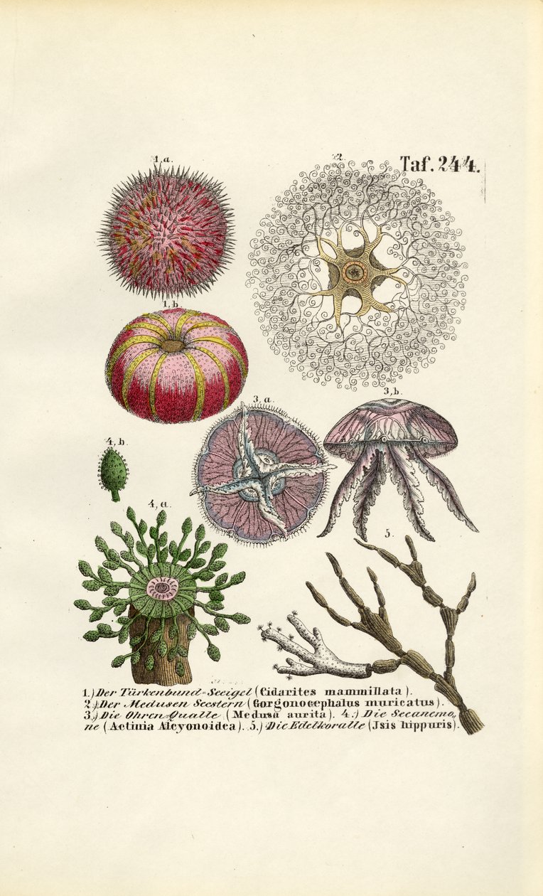 Ongewervelde zeedieren en Cnidaria door J. W. Tenhaeff