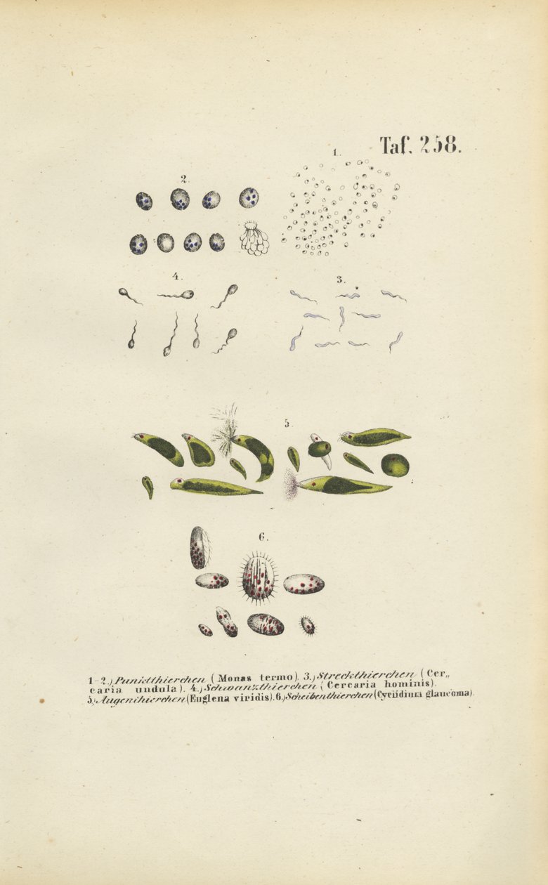 Microscopische eencellige organismen: Monaden, Cercariae en Parasieten door J. W. Tenhaeff