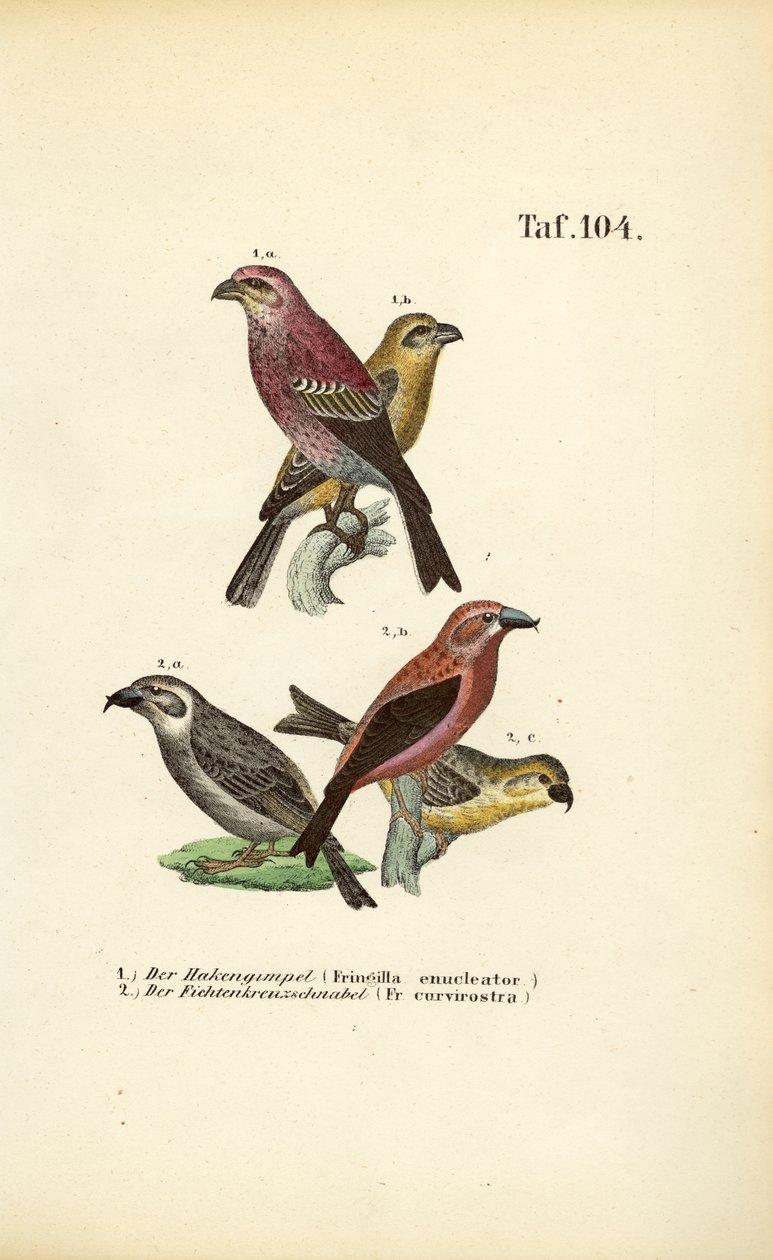 Dennenbek en Roodkruisbek door J. W. Tenhaeff