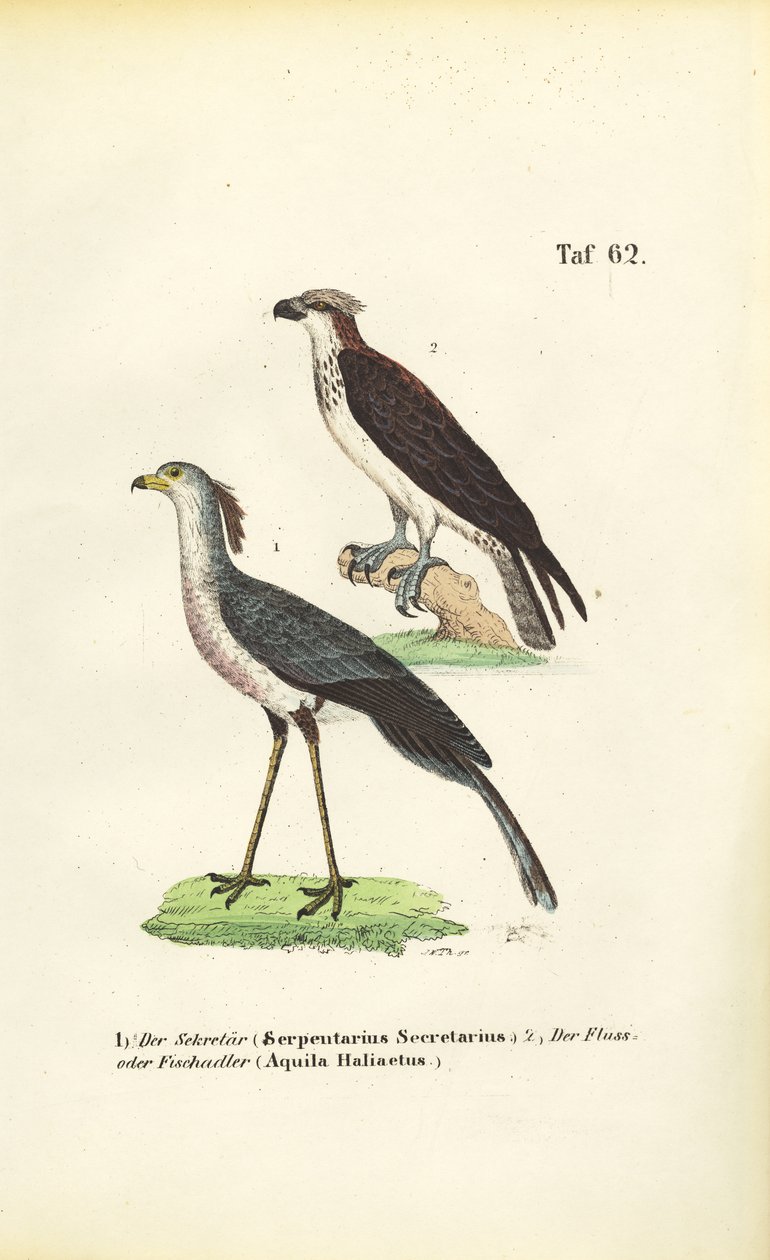 Secretaris Vogel en Visarend door J. W. Tenhaeff