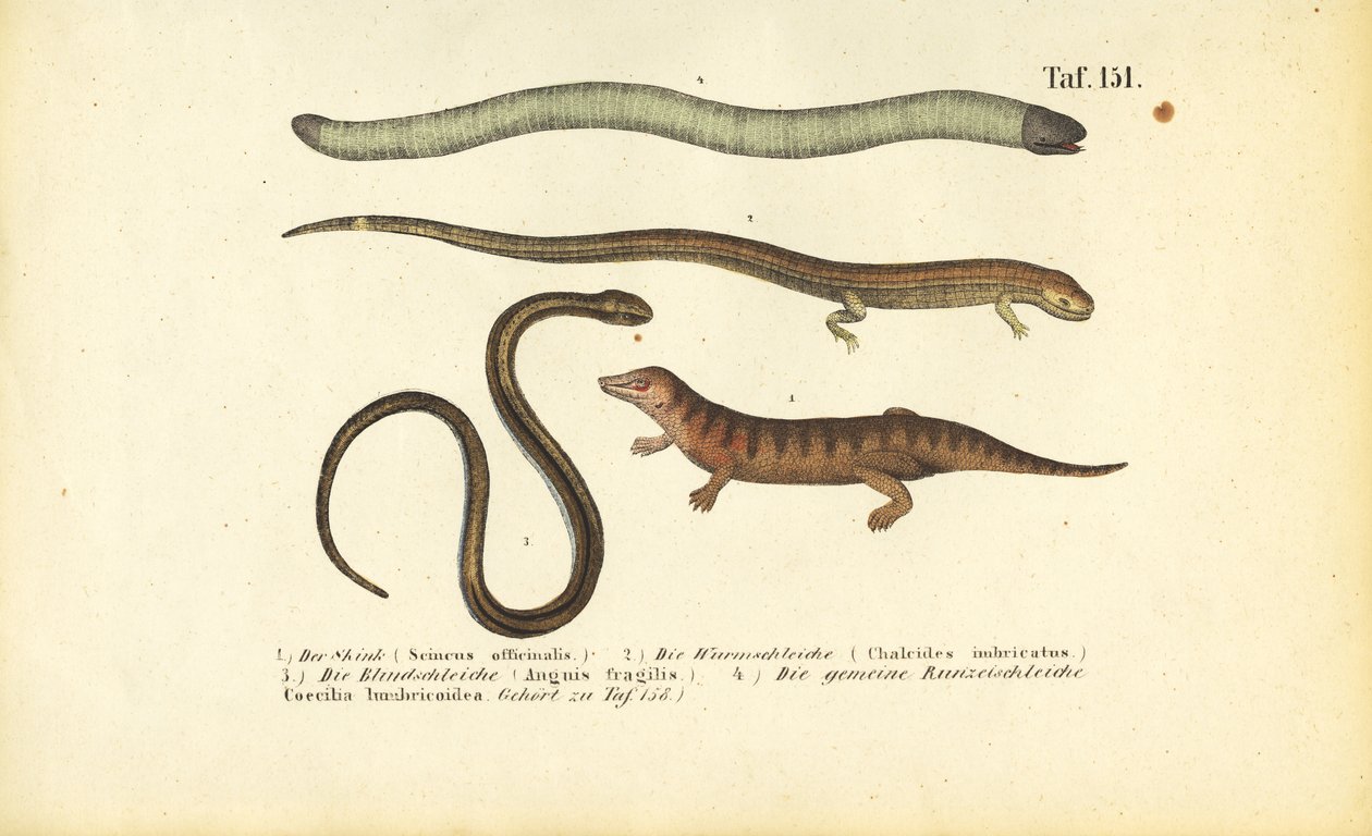 Skink, cilindrische skink, trage worm en Caecilian door J. W. Tenhaeff