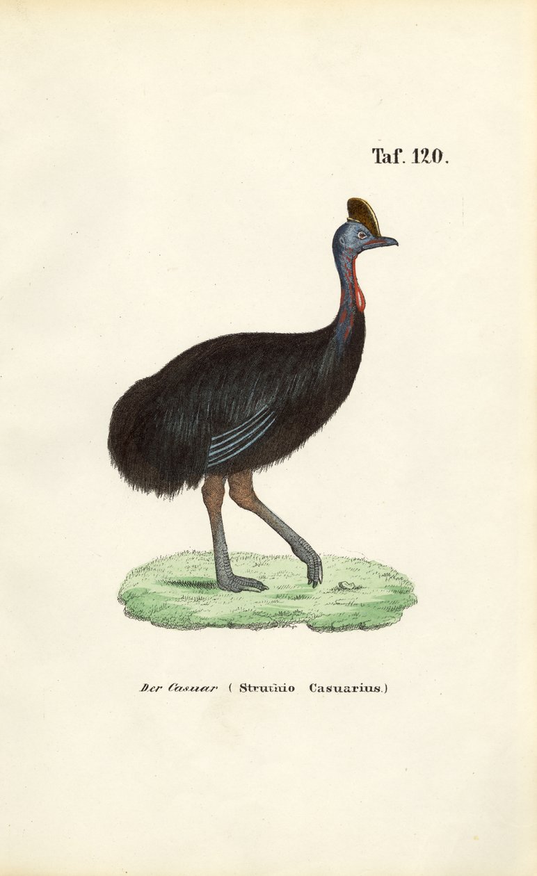 Zuidelijke kasuaris door J. W. Tenhaeff